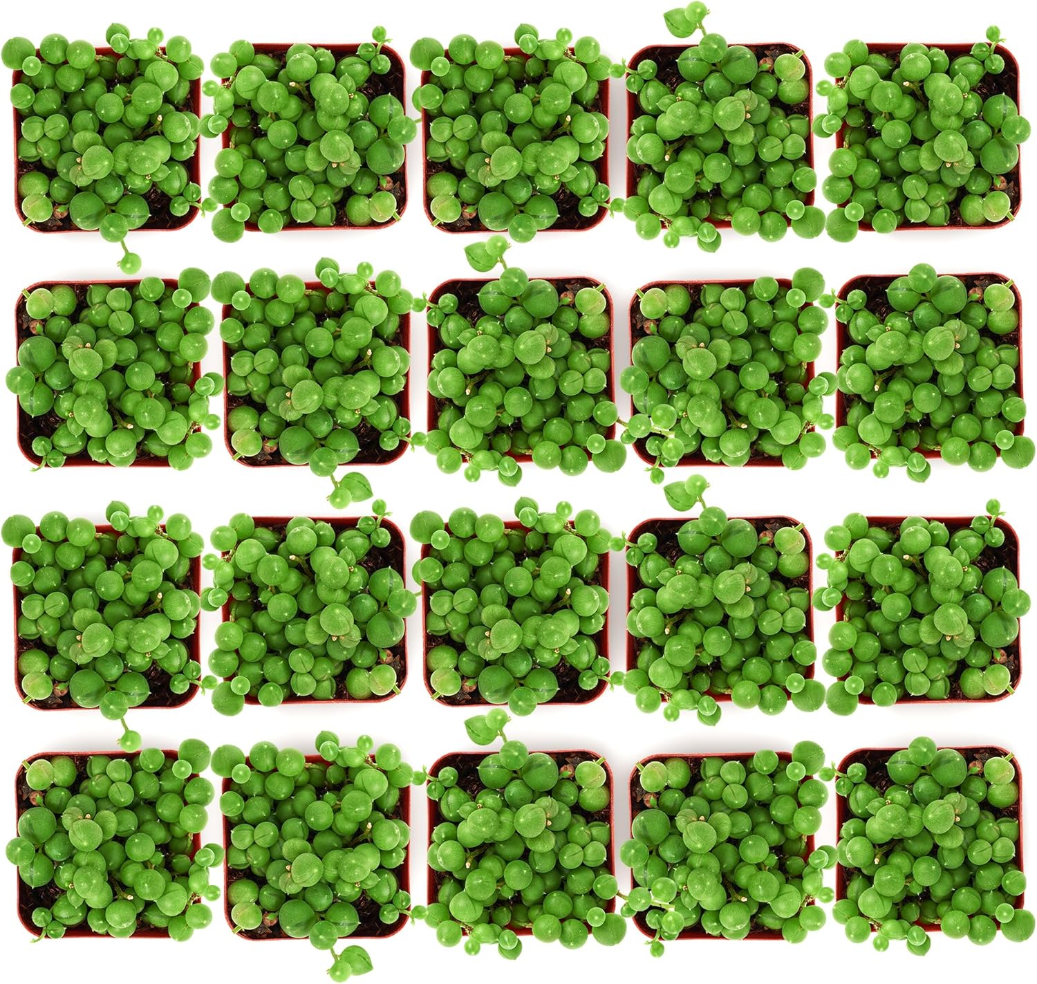 Shop Succulents String of Pearls Succulent Plant 2" Grow Pot Pack of 32