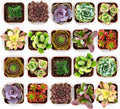 Shop Succulents Colorful Succulent Plant Pack 2" Grow Pot Pack of 32