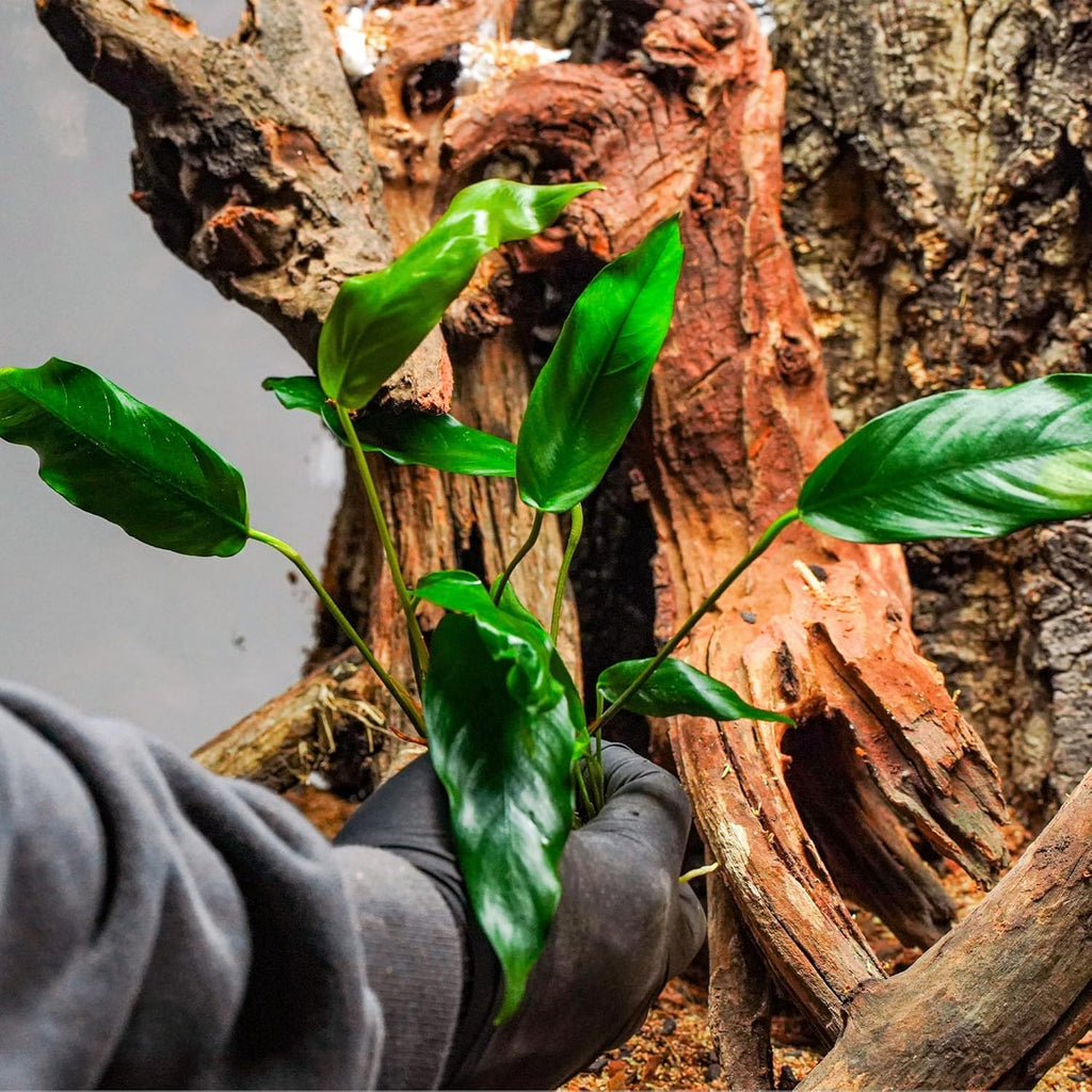 SubstrateSource Anubias Live Aquarium Plants - Potted Freshwater Plant for Fish Tanks, Terrariums - Beginner Friendly Low Light (Minima, Mother Plant)