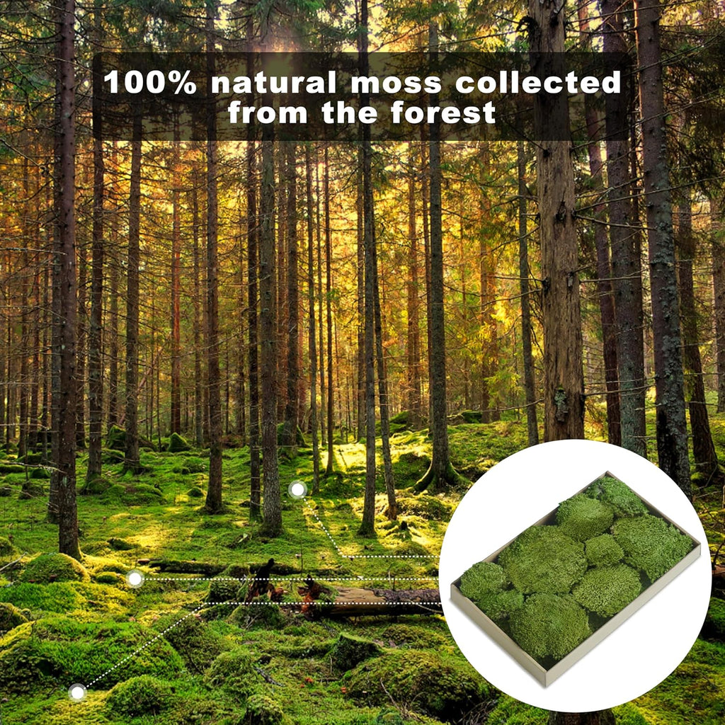 TurelinnG Preserved Moss Decor - Real Forest Moss, Moss for Crafts, Flexible for DIY Crafts, Home, Wall, Terrarium, Art Projects(Dark Green 2 sq.ft)
