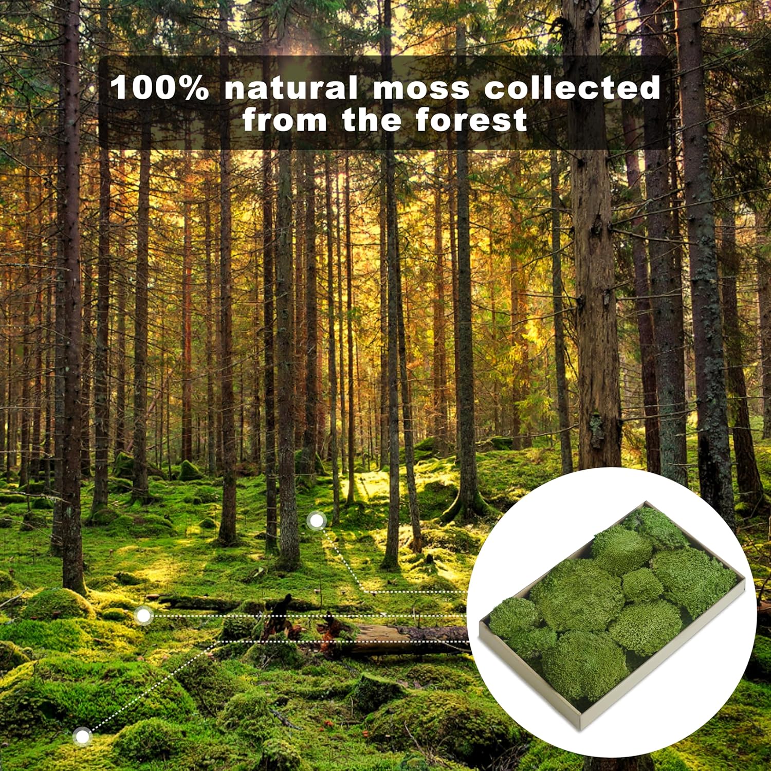 TurelinnG Preserved Moss Decor - Real Forest Moss, Moss for Crafts, Flexible for DIY Crafts, Home, Wall, Terrarium, Art Projects(Yellow Green 2 sq.ft)