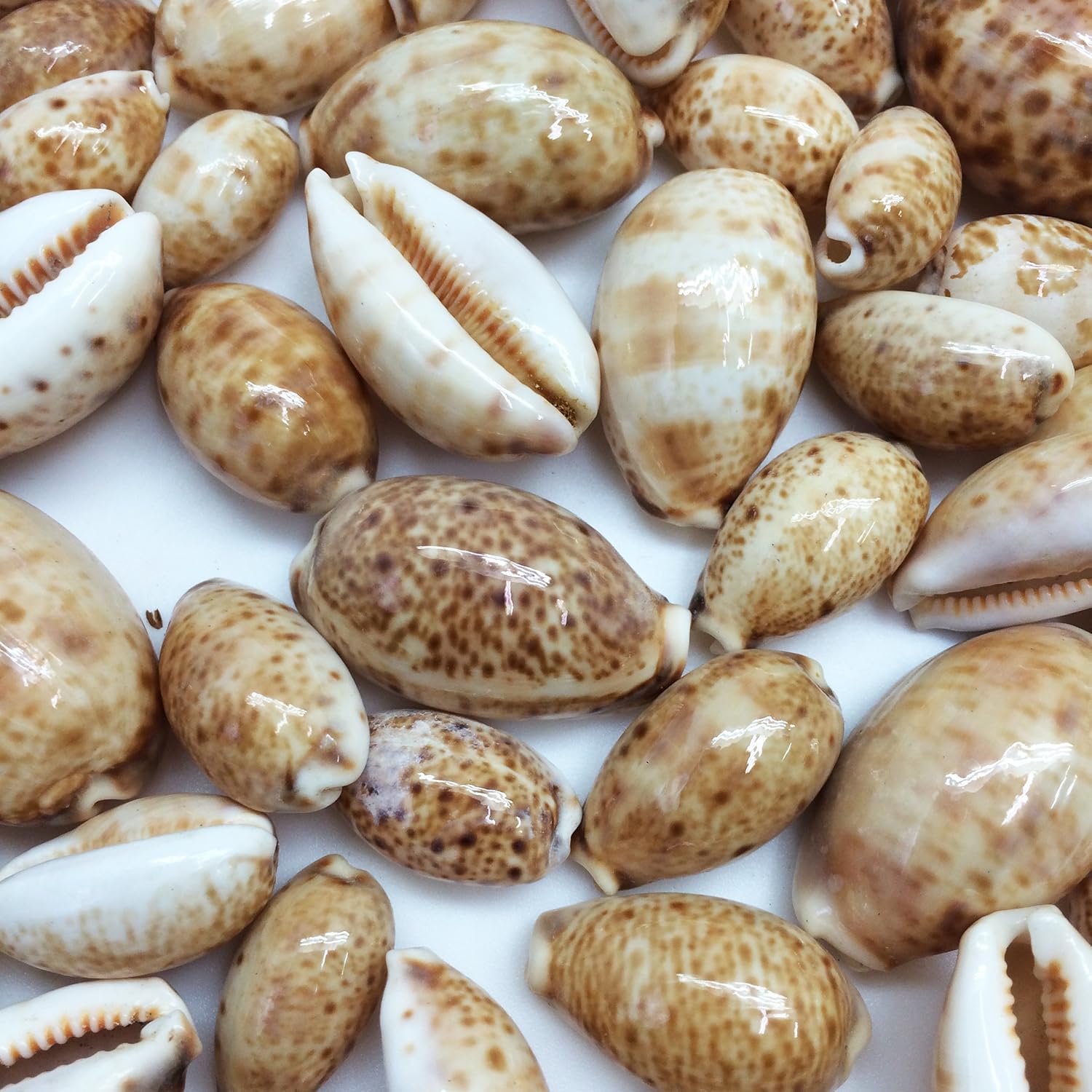PEPPERLONELY 25PC Lynx Cowry Sea Shells, 3/4 Inch ~ 1-1/2 Inch
