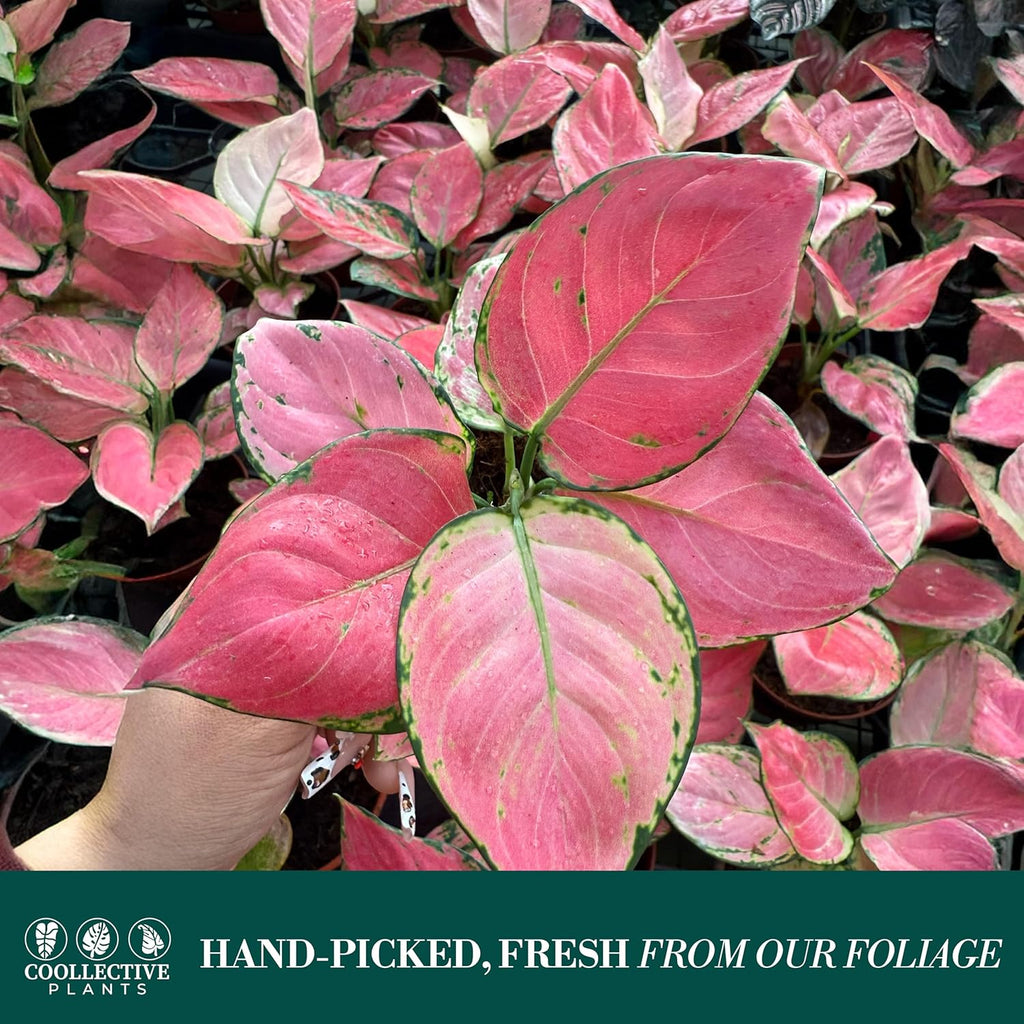 CoollectivePlants Aglaonema Geely Red – Aglaonema Live Plant in 4” Growers Pot - Chinese Evergreen Plant Live, Deep Red Variegated Leaves Live Indoor Plant, Easy Low Light Houseplant