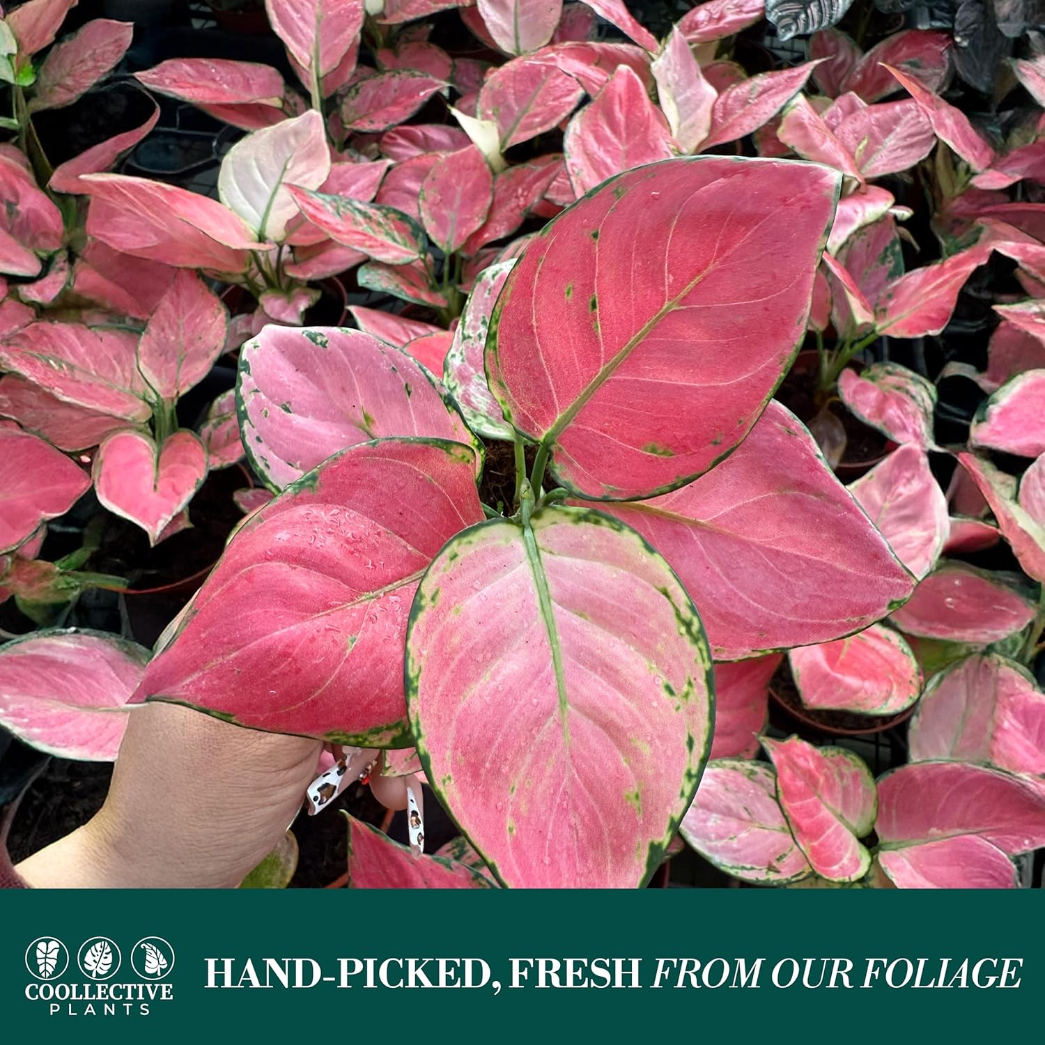 CoollectivePlants Aglaonema Geely Red – Aglaonema Live Plant in 4” Growers Pot - Chinese Evergreen Plant Live, Deep Red Variegated Leaves Live Indoor Plant, Easy Low Light Houseplant