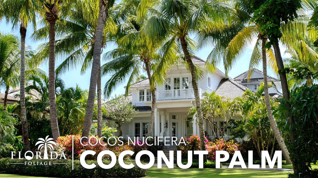 Coconut Palm | 3 Large Gallon Size Plants | Cocos nucifera | Tropical Landscaping, Indoor Tree, Patio Specimen, Air Purifying, Low Maintenance, Fast Growing, Exotic Houseplant, Lush Foliage