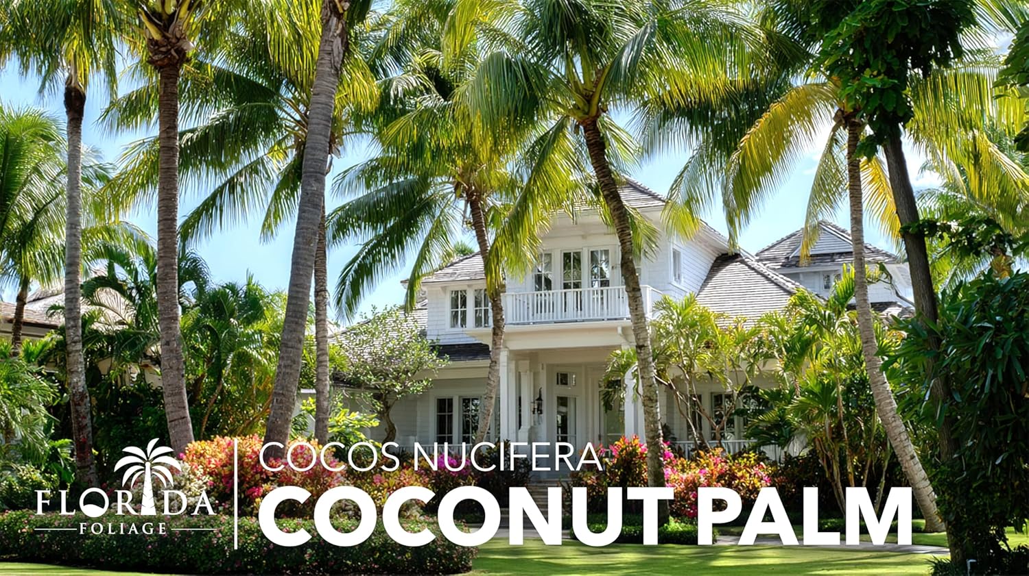 Coconut Palm | 3 Large Gallon Size Plants | Cocos nucifera | Tropical Landscaping, Indoor Tree, Patio Specimen, Air Purifying, Low Maintenance, Fast Growing, Exotic Houseplant, Lush Foliage
