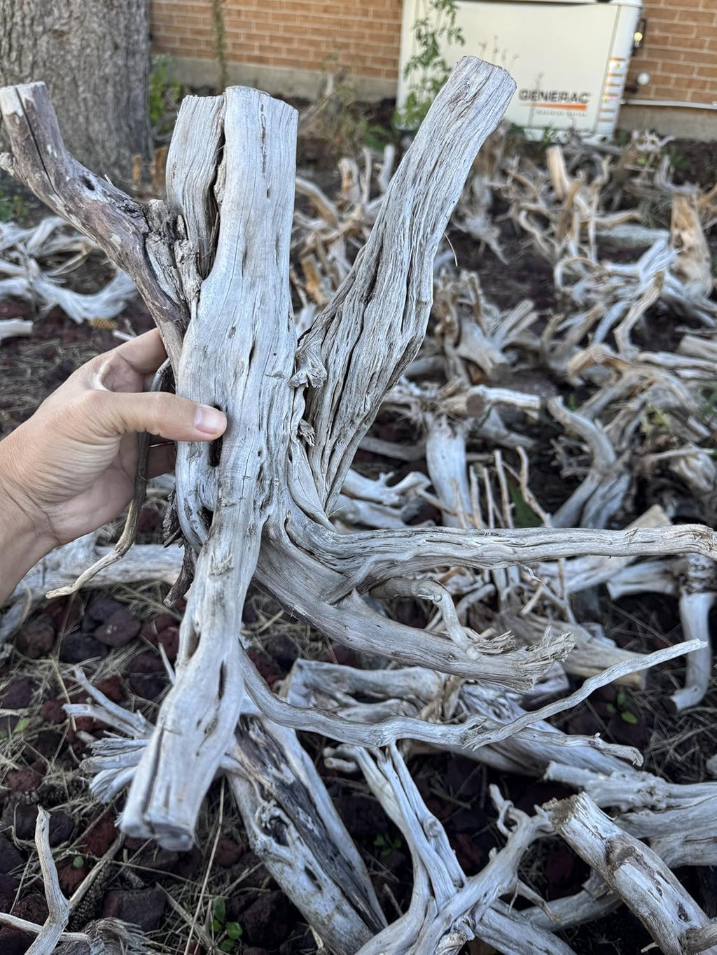 Azil Natural Driftwood (17'' - 20'') 1psc. Perfect Aquarium Decoration! Ideal for Fish Tanks, Freshwater Aquariums, terrariums, aquascaping