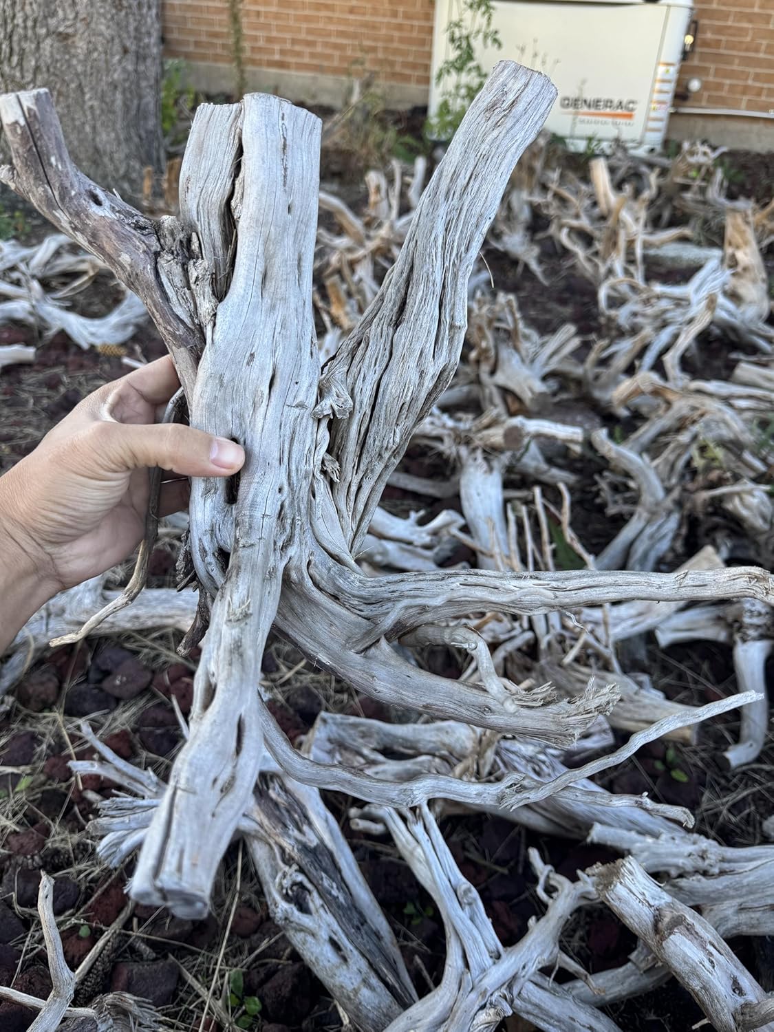 Azil Natural Driftwood (17'' - 20'') 1psc. Perfect Aquarium Decoration! Ideal for Fish Tanks, Freshwater Aquariums, terrariums, aquascaping