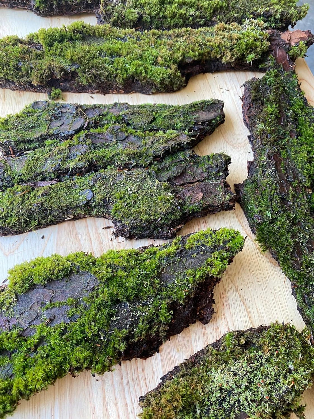 Natural Moss Covered Wood Shingles, Decorative Wall Panels for Terrariums, Aquariums, Green Living Decor 1Sq Ft 3pc