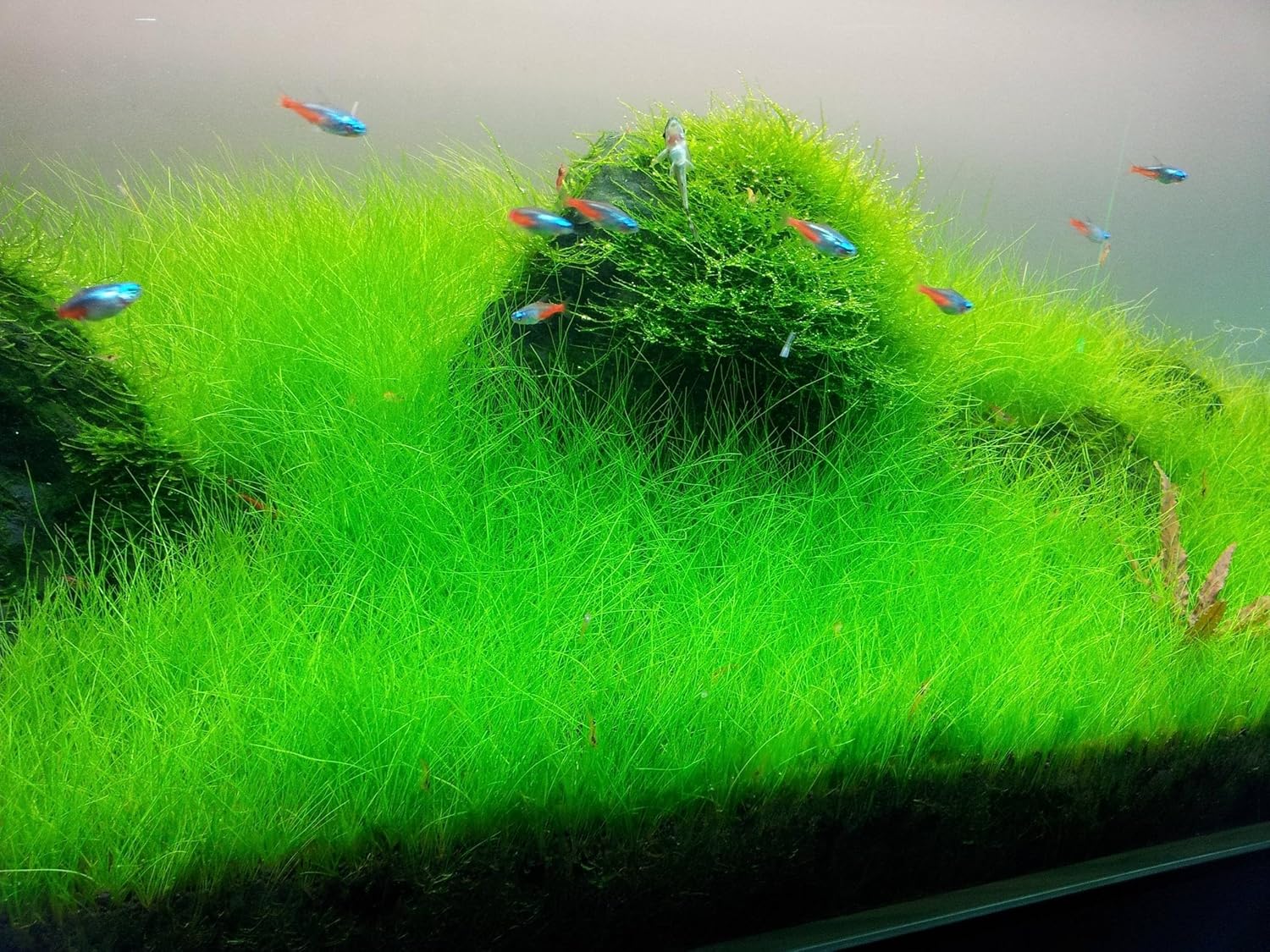 Freshwater Aquarium Decor, Easy Growing Dwarf Carpet for Fish Tank/Terrarium, Natural Aquatic Plant Growth Material – 1 Pack (Short Hair)