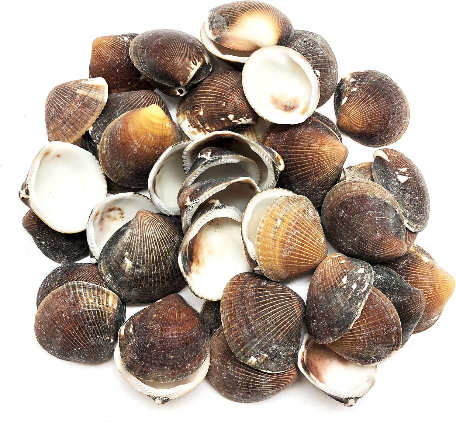PEPPERLONELY Brown Cockle Sea Shells, 8 OZ Apprx. 50+ PC Shells, 1 Inch ~ 1-1/2 Inch