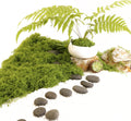 Light Green Moss for Crafts、 Artificial Moss Decorative for Glass Vase Filler Wedding/Christmas/Fairy Party/Indoor Planters/DIY Rainforest Model/Table Centerpieces (2.1 OZ)