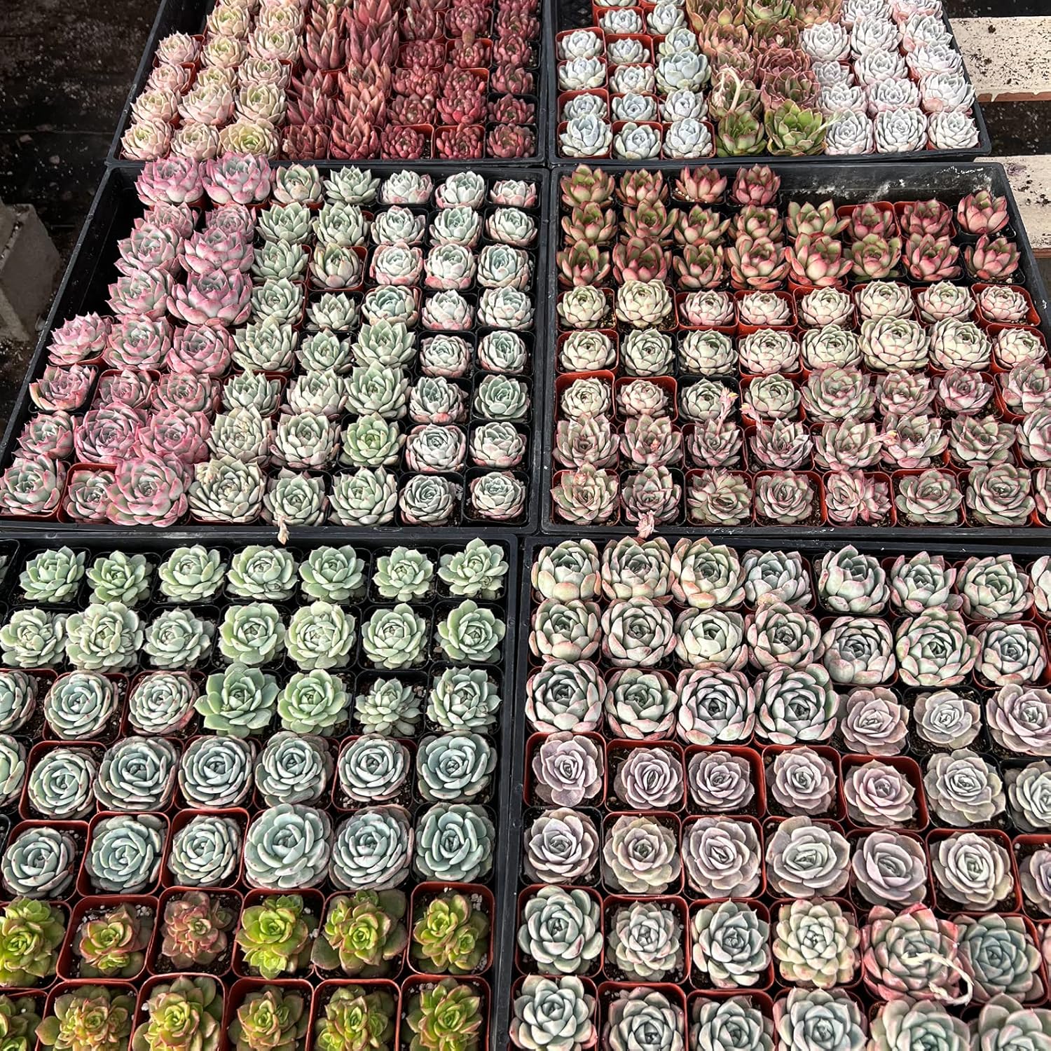Sprout N Green Live Succulent Plants, 200 Pack Assorted Real Succulents Potted in 2" Starter Pot with Soil Mix, Rare Small Indoor House Plants for Home Garden Wedding Decor Party Favor