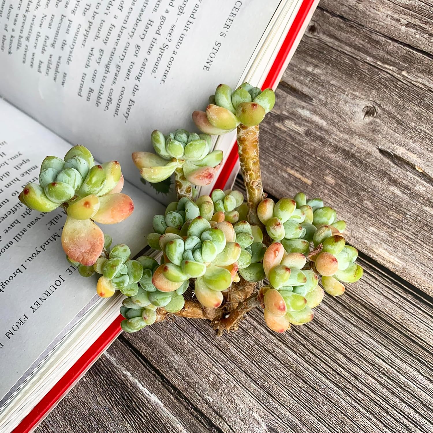 Sedum Clavatum Rare Live Succulent Plants, Cluster 3" Orange Green, Bare Root Without Pot & Soil, Garden Indoor Office Desk Baby Shower Decoration, Friend Plant Lovers Gifts