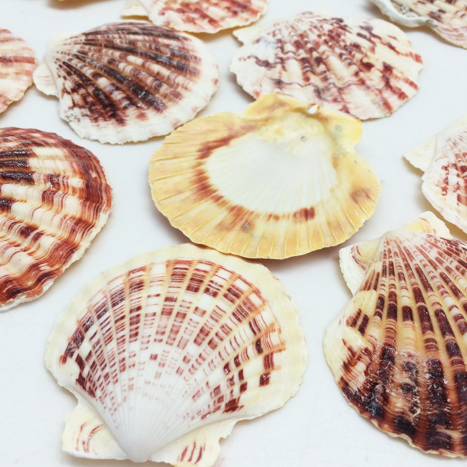 PEPPERLONELY 30 PC Pecten Scallop Sea Shells, 1-1/4 Inch ~ 2-1/2 Inch