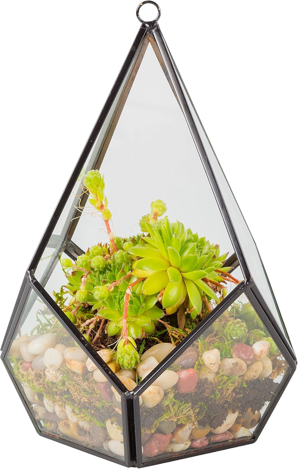 D'Eco Glass Teardrop Centerpiece (5.7x5.7x7) - Tabletop or Hanging Planter Terrarium for Home Decor - Fill w/Succulents, Holiday Decorations, Mini Trees & Ornaments - Xmas Gift for Plant Lovers