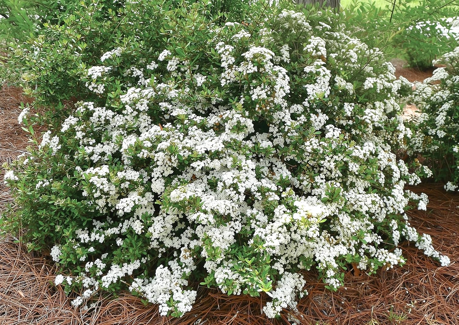 Viburnum Densa | 2 Extra Large 3 Gallon Plants | Viburnum Obovatum 'Densa' | Live Compact Evergreen Shrub | Low-Maintenance Privacy Plants for Landscaping