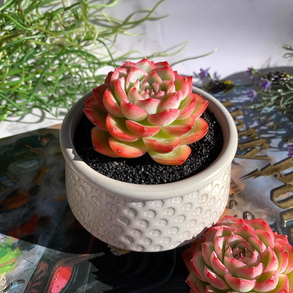 Echeveria Silhouette Rare Live Succulent Plants, 1 Head 3.5" Bare Root Without Pot & Soil, Garden Indoor Office Desk Baby Shower Decoration, Friend Plant Lovers Gifts