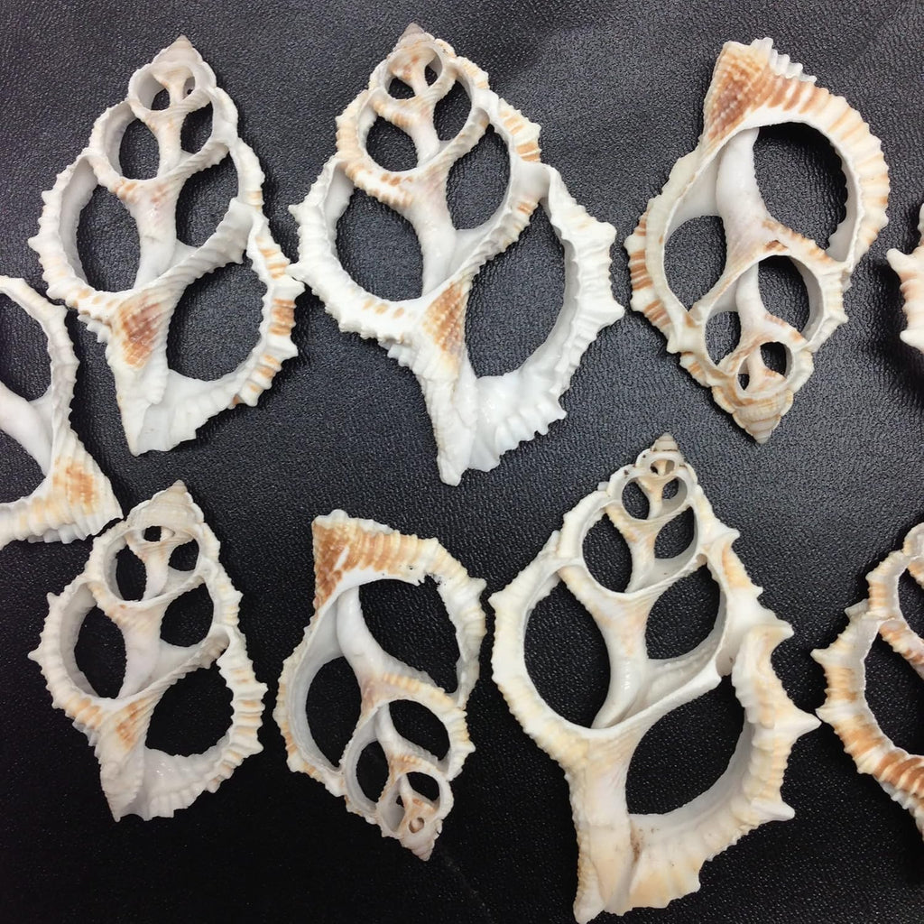 PEPPERLONELY 10 PC Center Cut Common Frog, Maple Leaf Sea Shells, 2 Inch ~ 2-1/2 Inch