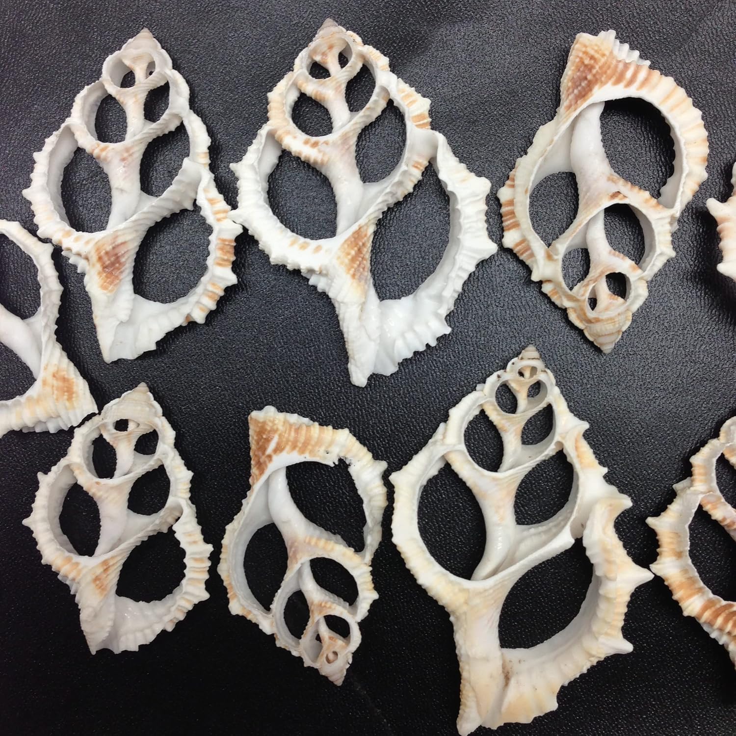 PEPPERLONELY 10 PC Center Cut Common Frog, Maple Leaf Sea Shells, 2 Inch ~ 2-1/2 Inch