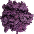 Moss Preserved Moss Natural Fresh Green Moss for Craft Arts Floral Project Wall Decor Table Decor Wedding Centerpieces Garden Artificial Terrariums Decoration- Purple 3.5OZ