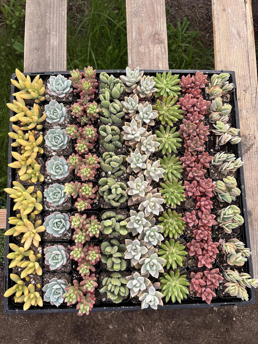 Live Succulents Plants Mystery Pack - Variety of Well Rooted Plants in 2 Inch Pots - Real, Small, Assorted Houseplants for Indoor, DIY, Home Decor, Wedding, or Birthday Gifts (64 Pack)