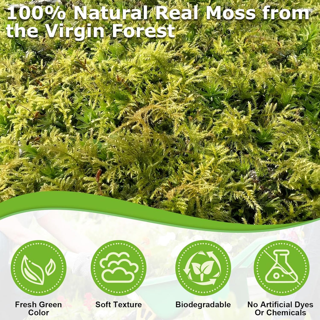 Legigo 7 OZ Green Moss for Crafts, Real Forest Moss for Plants Indoor, Table Decorative Centerpieces, Artificial Fairy Garden, Wedding Party Decor, Fake Potted Plants and DIY Craft Projects