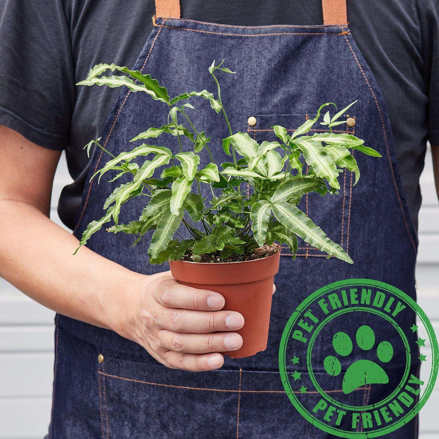 Pteris Cretica Albo Fern Live Plant for Indoor | Different Houseplants in 4'' & 6'' Pot | Real House Plant for Living Room, Office, Desk & Bathroom | Silver Ribbon | Cretan Brake