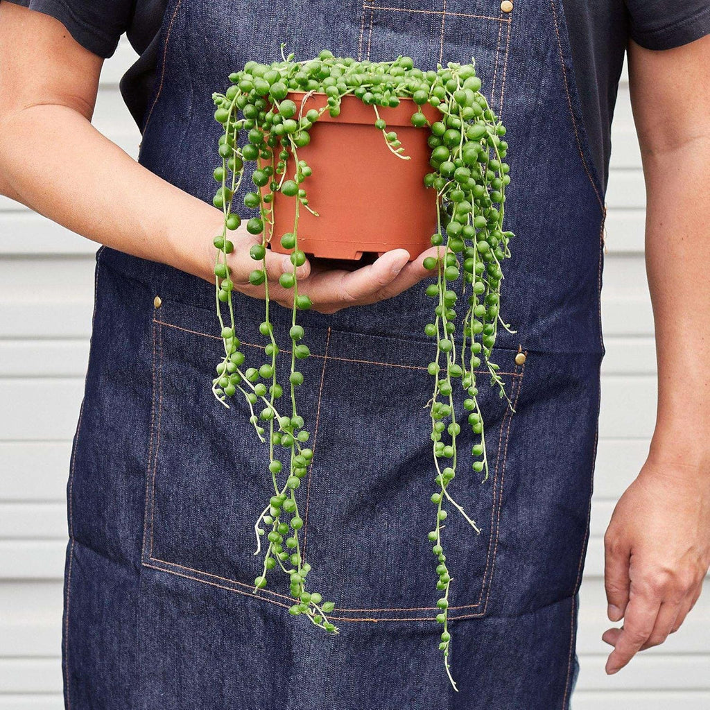 Succulent String of Pearls Live Plant for Indoor | Different Houseplants in 4'' & 6'' Pot | Real House Plant for Living Room, Office, Desk & Bathroom | Senecio rowleyanus