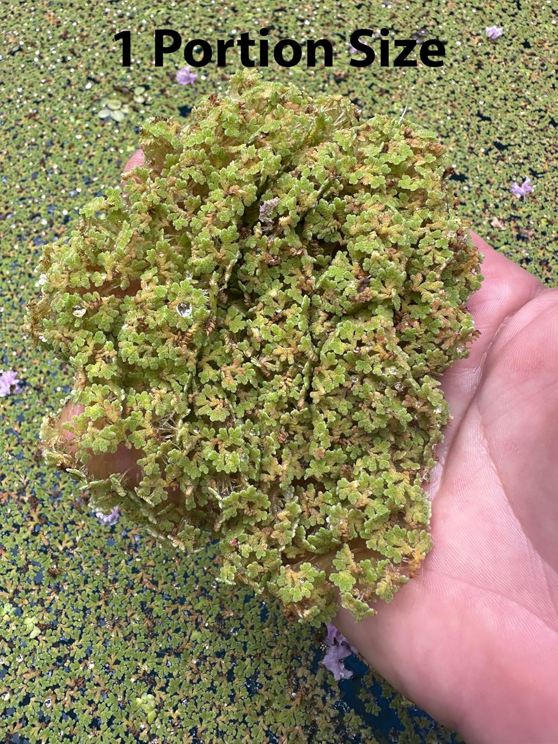 Azolla caroliniana Live Floating Pond Plant Huge Portion Mosquito Fern Water Velvet Fairy Moss Aquarium Outdoor Ponds Fast Growth Outcompetes Algae Fish Food filiculoides Live Aquarium Floating Plant