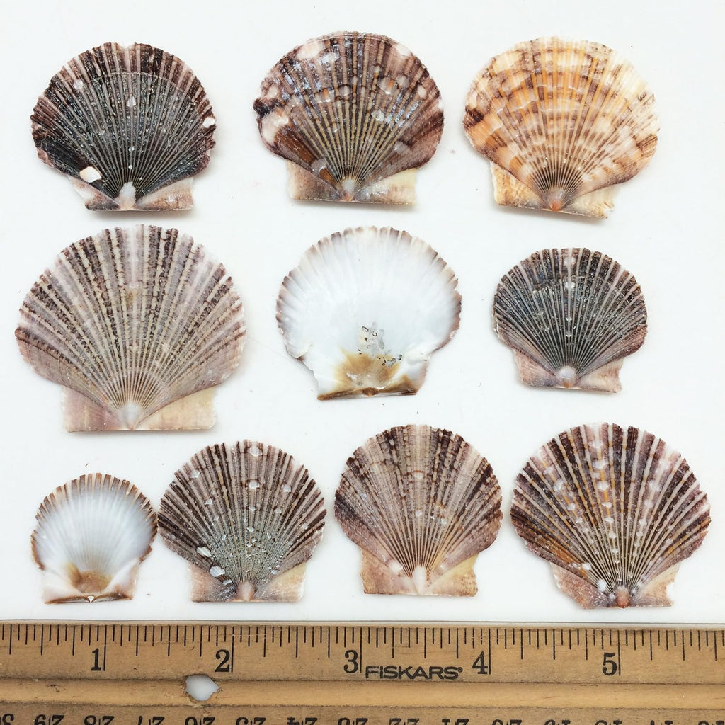 PEPPERLONELY Baby Flat Scallop Sea Shells, 4 OZ Apprx. 60+ PC Shells, 1 Inch ~ 1-1/2 Inch