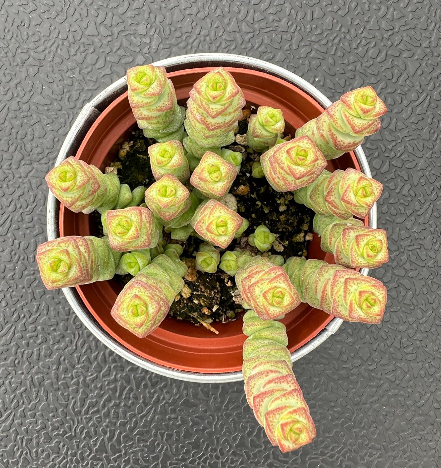 4" Crassula 'Baby's Necklace' in Vintage Metal Pot, Live String of Buttons Trailing Succulent, Rare House Plant for Home Office Wedding Hanging Decoration, DIY Projects, Party Favor