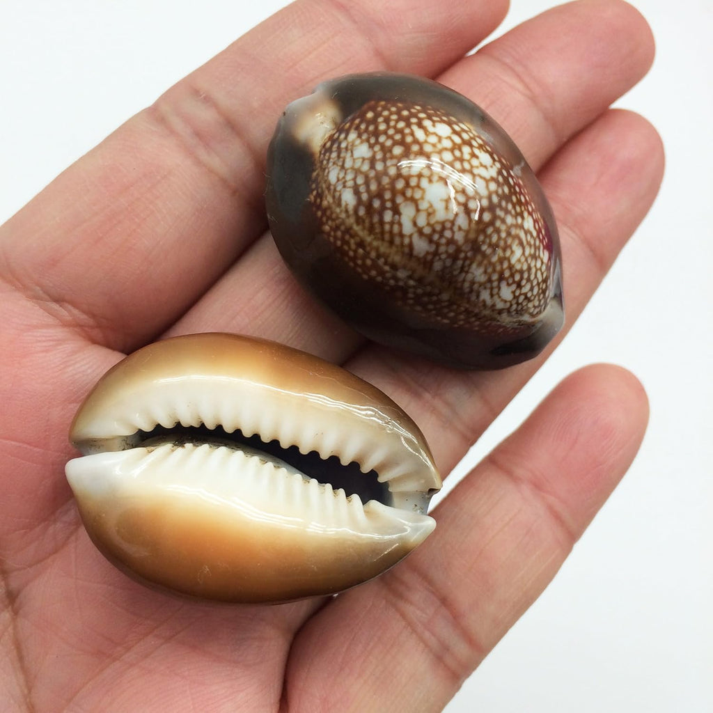 PEPPERLONELY 12PC Serpent's Head Cowrie Sea Shells, Cyprae Caputserpentis Shells, 3/4 Inch ~ 1-1/4 Inch