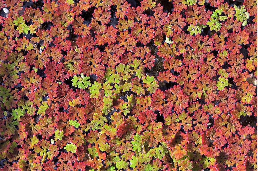 Azolla caroliniana Live Floating Pond Plant Huge Portion Mosquito Fern Water Velvet Fairy Moss Aquarium Outdoor Ponds Fast Growth Outcompetes Algae Fish Food filiculoides Live Aquarium Floating Plant
