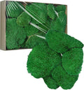 TurelinnG Preserved Moss Decor - Real Forest Moss, Moss for Crafts, Flexible for DIY Crafts, Home, Wall, Terrarium, Art Projects(Dark Green 2 sq.ft)