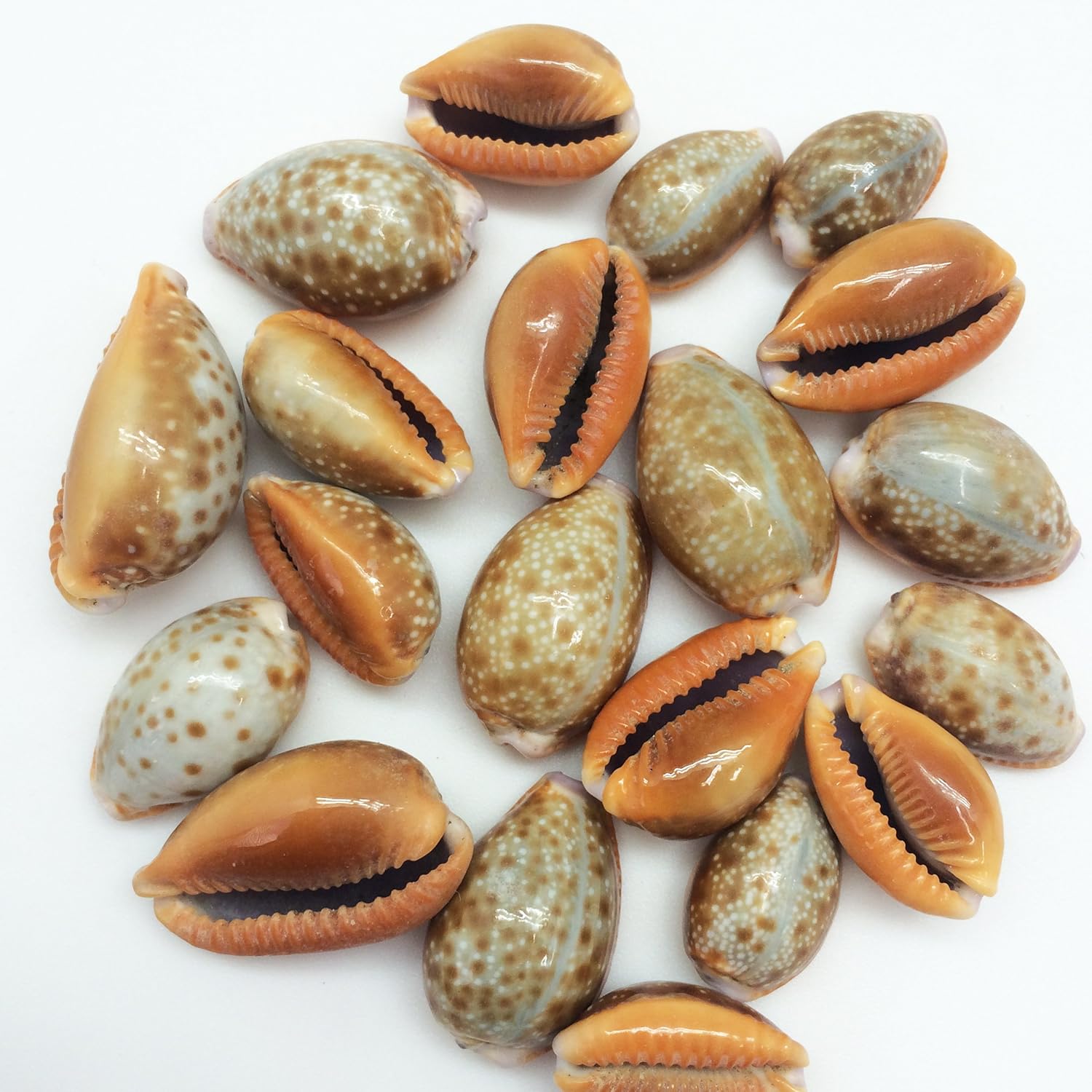 PEPPERLONELY 20PC Honey Cowry Sea Shells, Erosaria Helvola Shells, 2/3 Inch ~ 1 Inch