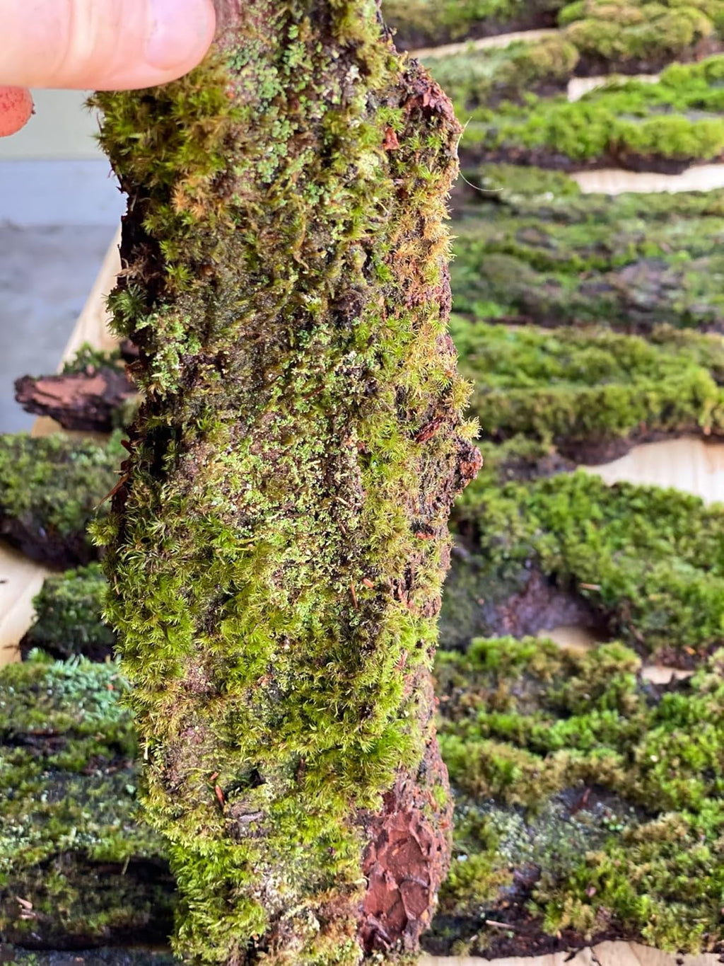 Natural Moss Covered Wood Shingles, Decorative Wall Panels for Terrariums, Aquariums, Green Living Decor 1Sq Ft 3pc