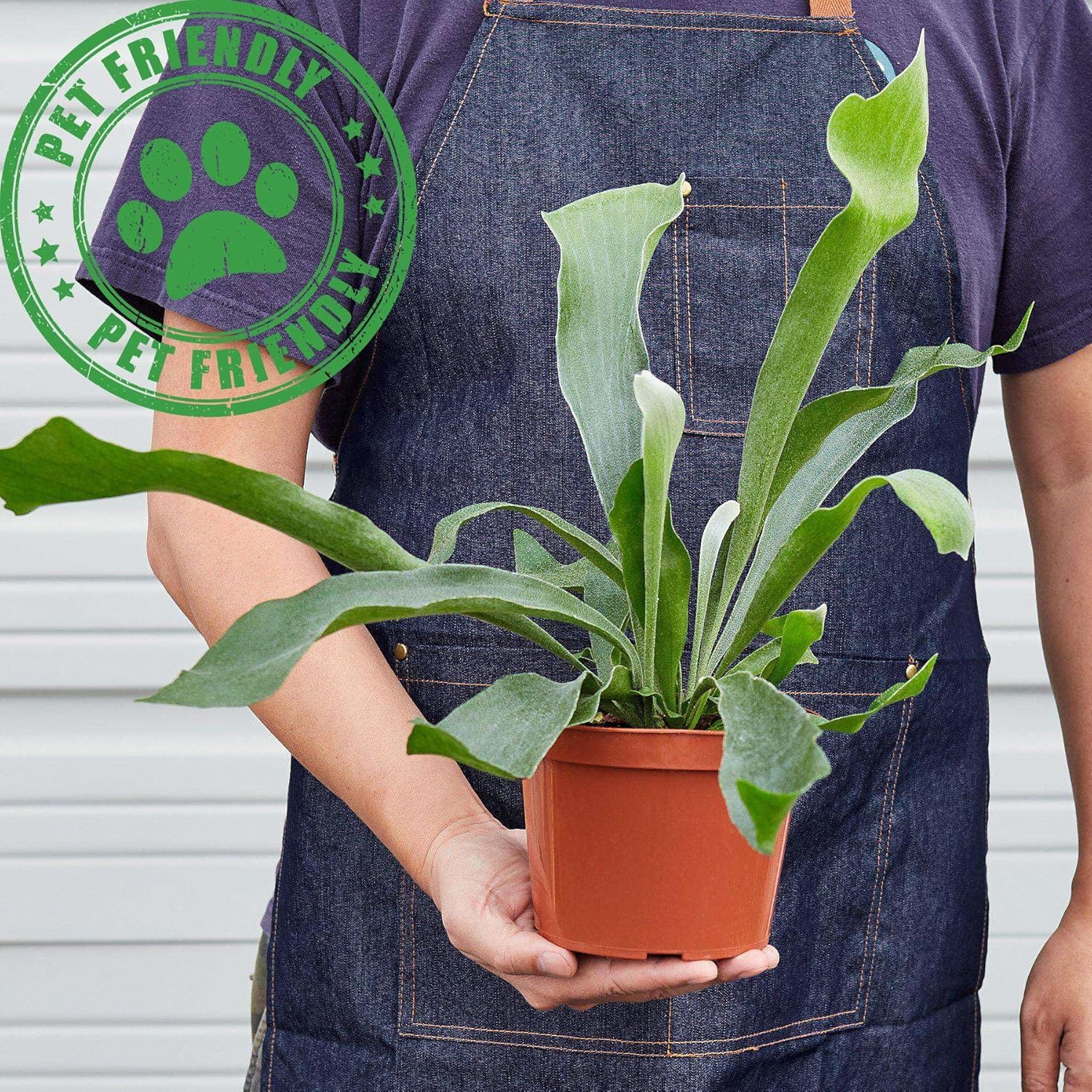 Elkhorn Fern Live Plant for Indoor | Different Houseplants in 4'' & 6'' Pot | Real House Plant for Living Room, Office, Desk & Bathroom | Elkhorn Fern | Platycerium bifurcatum
