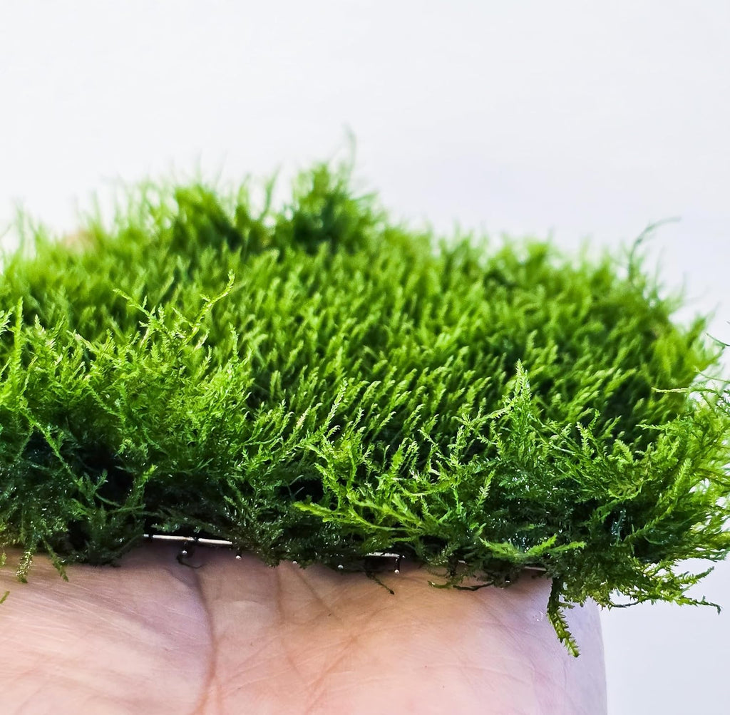 Generic Enchanting Aquatic Moss Collection: Create a Lush Underwater Landscape with Easy-Care Moss Varieties - Perfect for Aquarium Décor and Aquascaping (Mini Spinky - 3.5inx3.5in Matt)