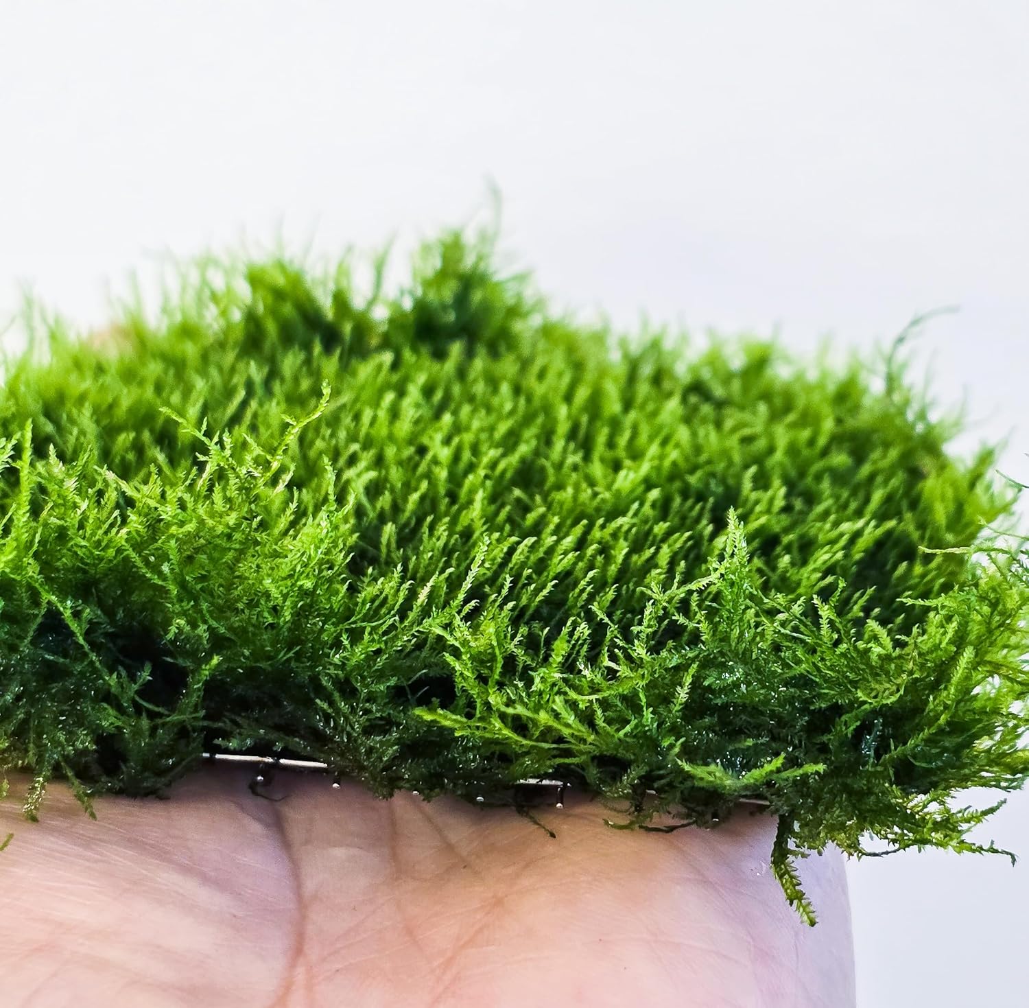 Generic Enchanting Aquatic Moss Collection: Create a Lush Underwater Landscape with Easy-Care Moss Varieties - Perfect for Aquarium Décor and Aquascaping (Mini Spinky - 3.5inx3.5in Matt)