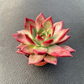 Live Succulent Plants (Echeveria 'RedRoca'), Easy Care Houseplant for Home and Office Decor, Great Gift for Housewarming, Birthday, Thanksgiving