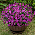20 Bundles Artificial Flowers for Outdoor Fake Plants for Spring Decoration,Faux Eucalyptus Flowers for Planter UV Resistant Lifelike for Home Porch Garden（Fuchsia）