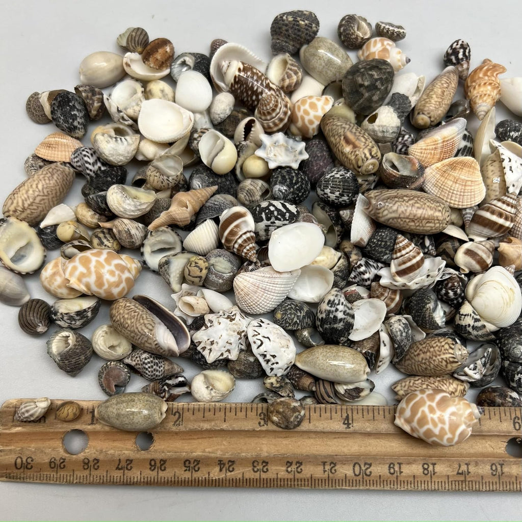 PEPPERLONELY Indian Ocean Small Mix Sea Shells, Small Shells Mixed, 8 OZ Apprx, 1/4 Inch ~ 1 Inch