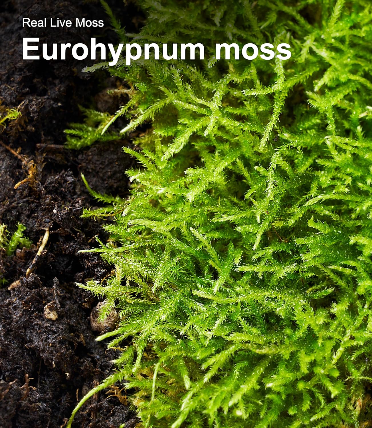 Live Moss – Eurohypnum Moss (3 Sheets, Each Approx. 3.5"x7") for Terrariums, Moss Gardens, Potted Plants & Natural Decor – Naturally Grown, Reusable, Not Artificial