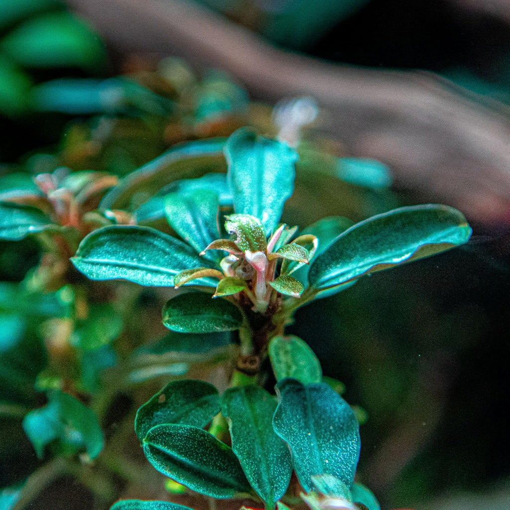 SubstrateSource Bucephalandra Kedagang Round Potted Live Aquarium Plant - Natural Freshwater Fish Tank Decorations, Aquatic Decor