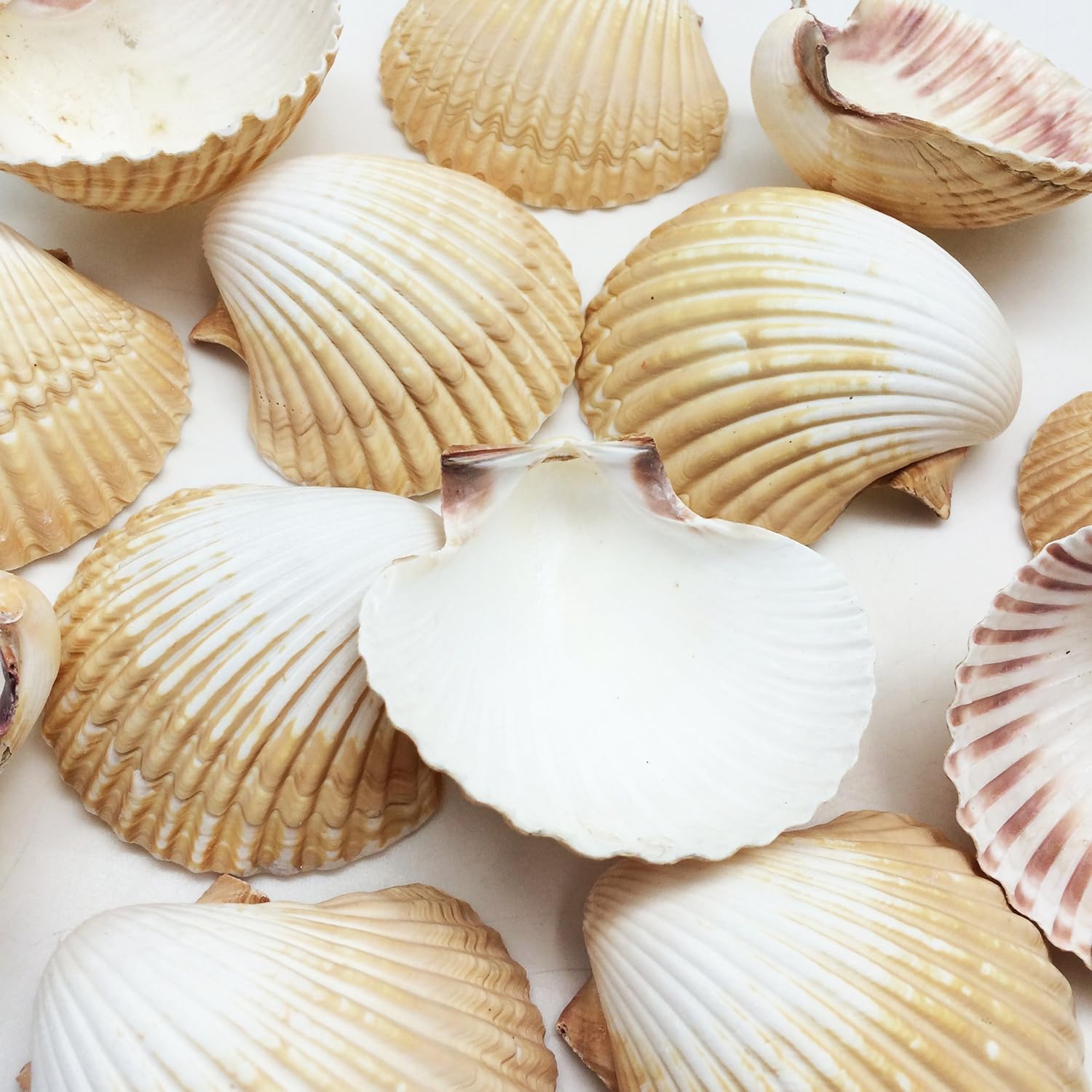 PEPPERLONELY 10PC Mexican Deep Scallop Sea Shells, 2-3/4 Inch ~ 3-1/2 Inch