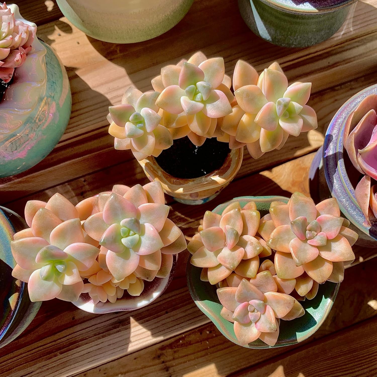 FWPP,Succulents Plants Live Graptoveria Paraguayense Bernalense Variegated, 2-3 Heads 4", Bare Root Without Pot Soil, Garden Indoor Office Desk, Wedding Baby Shower Decoration, Friend Lovers Gifts