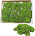 FAICOIA Preserved Moss Bulk Green Natural Preserved Pole Moss Pillow for Potted Plants 2.5 sq.ft Green Moss Balls for Bowls Wall Art Terrariums Crafts Fairy Gardens Easter Table Decor