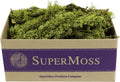 SuperMoss (23548 Branched Lichen Parmelia – Natural Preserved Lichen Branches for Floral Arrangements, Home Decor, and Terrariums, 1,560 cu. in., Chartreuse