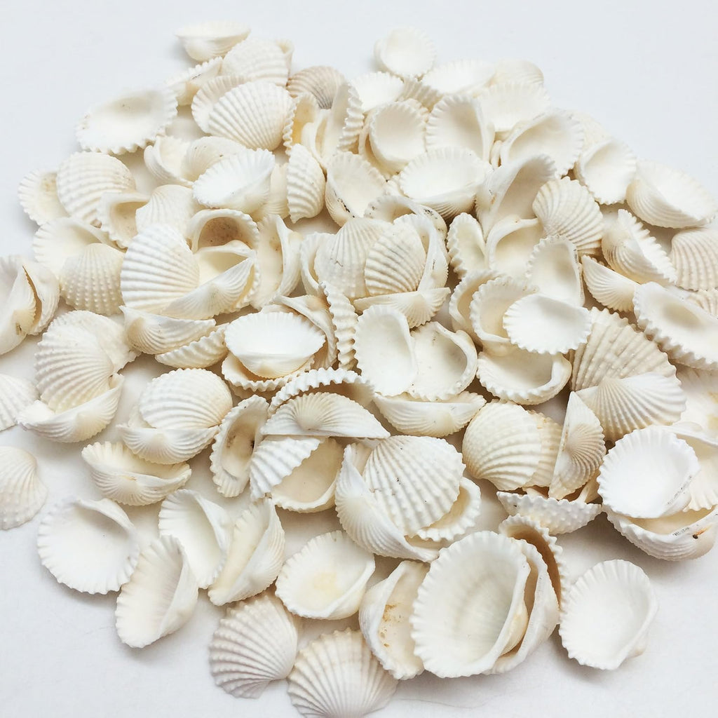 PEPPERLONELY White Cardium Ribbed Cockle Shells, 8 OZ Apprx.110+ PC Shells, 3/4 Inch ~ 1-1/2 Inch